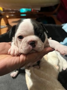 Eladó Boston terrier kölykök  - kép 4