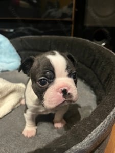 Eladó Boston terrier kölykök  - kép 5