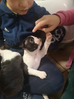 Eladó Boston terrier kölykök  - kép 9