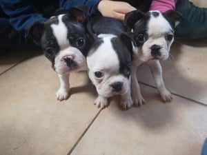 Eladó Boston terrier kölykök  - kép 7