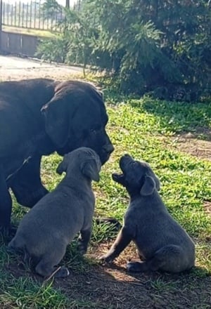 Cane corso Szukák  - kép 2