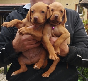 Vizsla kutyusok oltási könyvvel szerető gazd jukhoz költöznének  - kép 3