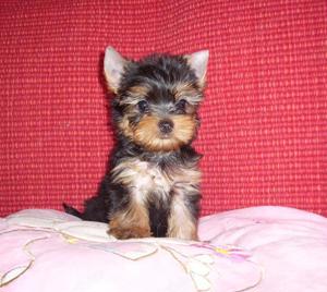 Pici Méretű Yorkshire Terrier Yorki Igényesen Nevelt Kiskutyák