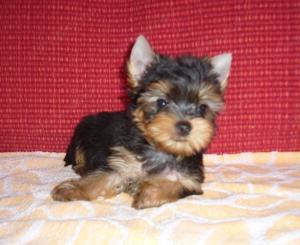 Pici Méretű Yorkshire Terrier Yorki Igényesen Nevelt Kiskutyák - kép 2