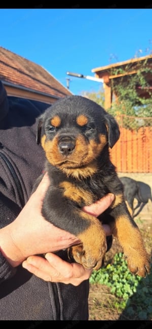 Rottweiler