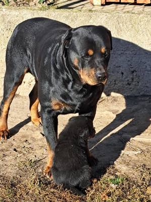 Rottweiler