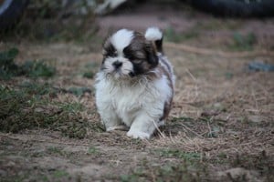 shih-tzu babák leendő családjukat várják. - kép 3