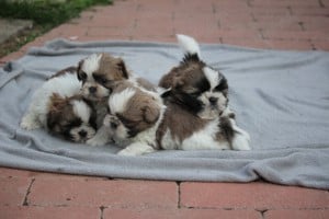 shih-tzu babák leendő családjukat várják. - kép 5