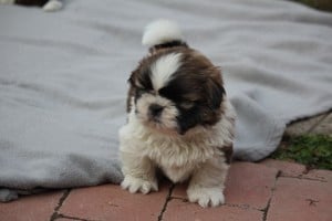 shih-tzu babák leendő családjukat várják. - kép 6