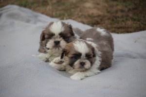 shih-tzu babák leendő családjukat várják. - kép 4