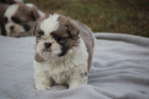 shih-tzu babák leendő családjukat várják.