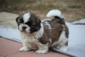 shih-tzu babák leendő családjukat várják. - kép 2