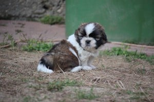 shih-tzu babák leendő családjukat várják. - kép 7