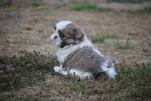 shih-tzu babák leendő családjukat várják. - kép 8