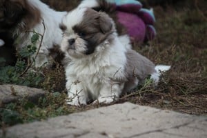 shih-tzu babák leendő családjukat várják. - kép 9