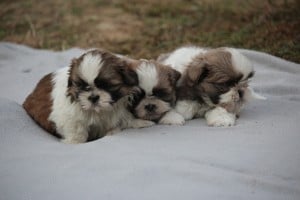 shih-tzu babák leendő családjukat várják. - kép 12