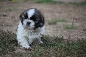 shih-tzu babák leendő családjukat várják. - kép 11