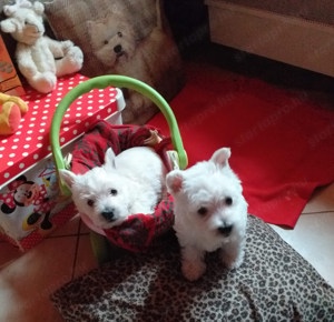 Westie cuki szuka kiskutyák eladók. - kép 4