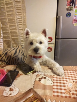 Westie cuki szuka kiskutyák eladók. - kép 5