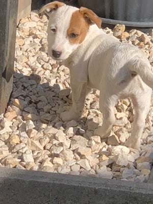 Azonnal elvihető fajta jellegű Jack Russel kiskutyák eladók!