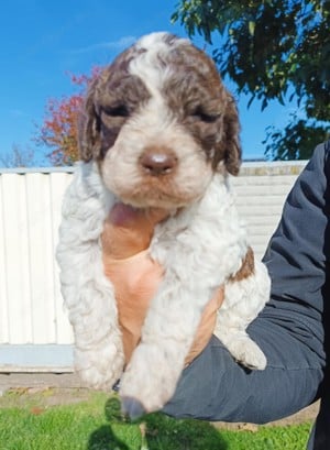 Lagotto Romagnolo kiskutyák gazdát keresnek! - kép 2