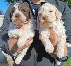 Lagotto Romagnolo kiskutyák gazdát keresnek!