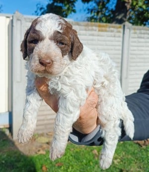 Lagotto Romagnolo kiskutyák gazdát keresnek! - kép 5