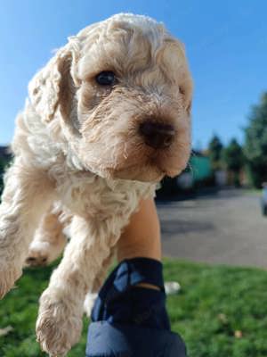 Lagotto Romagnolo kiskutyák gazdát keresnek! - kép 6