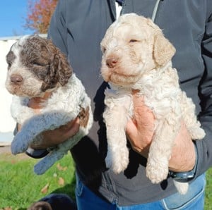 Lagotto Romagnolo kiskutyák gazdát keresnek! - kép 4