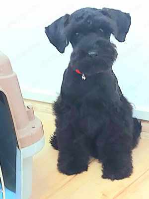 Közép Schnauzer kölykök eladók - kép 2