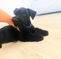 Közép Schnauzer kölykök eladók - kép 3