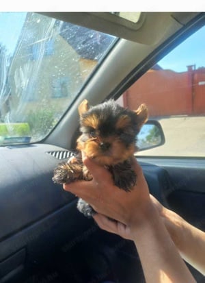 Yorkshire terrier 