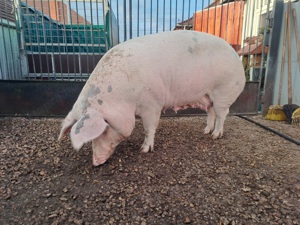 Eladó 240 kg anyadisznó vágásra.