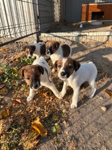 Foxi foxterrier kiskutyák - kép 2