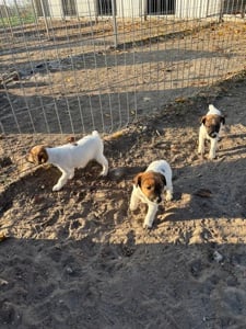 Foxi foxterrier kiskutyák - kép 5