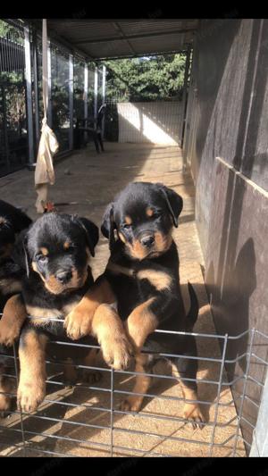 Rottweiler kiskutya eladó