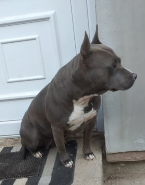 Amerikai staffordshire terrier 