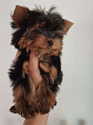 picike méretű yorkshire terrier ( yorki ) babák eladóak - kép 3