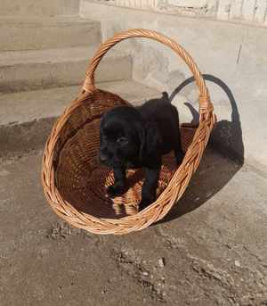 Eladó 11 hetes Labrador kölyök kutyusok - kép 2