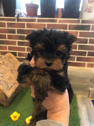 Yorkshire terrier  - kép 2