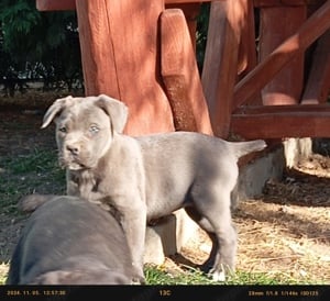 Cane corso lanyok - kép 3