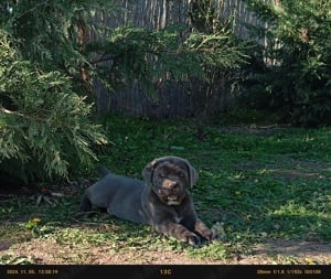 Cane corso lanyok - kép 2