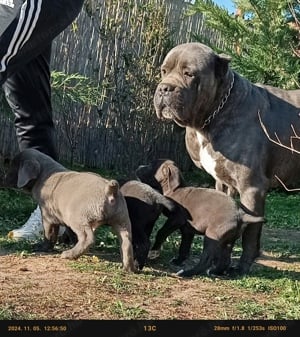 Cane corso lanyok - kép 4