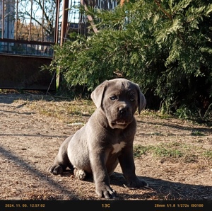 Cane corso lanyok - kép 5