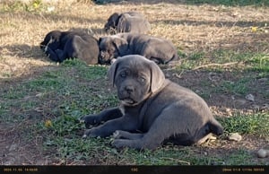 Cane corso lanyok