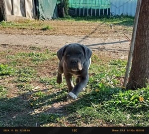 Cane corso lanyok - kép 7