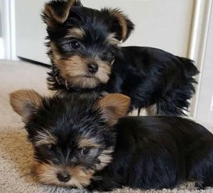 Yorkshire terrier  - kép 4