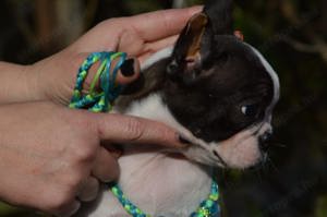 Boston terrier kisfiú  - kép 2