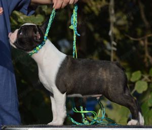 Boston terrier kisfiú  - kép 5