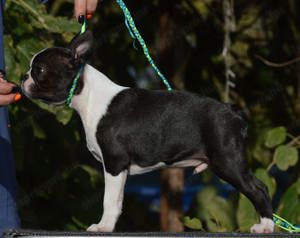 Boston terrier kisfiú  - kép 3